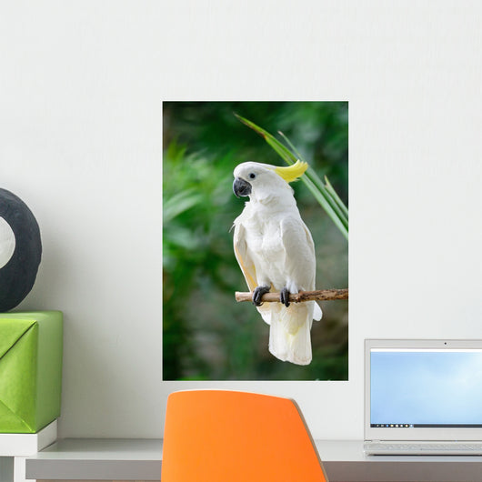 Sulphur-crested Cockatoo