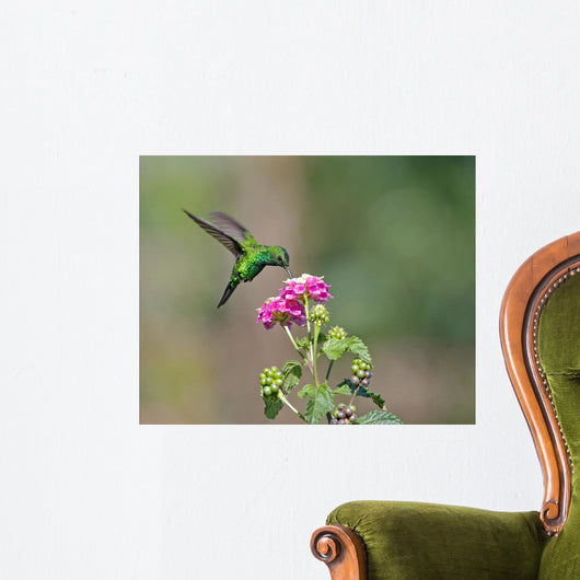 Hovering Hummingbird Wall Mural