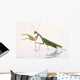 Mantis White Wall Decal