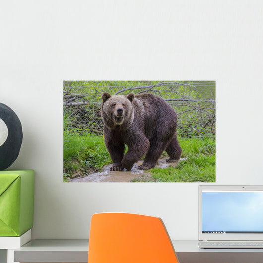 Brown Bear Sniffs Interested