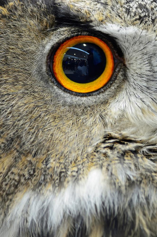 Eurasian Eagle Owl Wall Decal