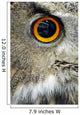 Eurasian Eagle Owl Wall Decal