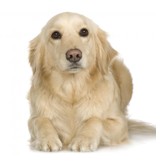 Labrador Retriever Cream Wall Decal