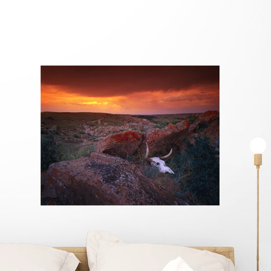 Cow Skull With Large Rocks In Field With Sunset Wall Mural