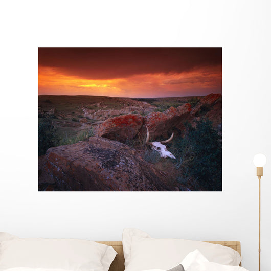 Cow Skull With Large Rocks In Field With Sunset Wall Mural