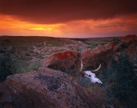 Cow Skull With Large Rocks In Field With Sunset Wall Mural