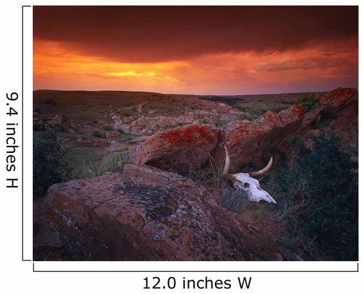 Cow Skull With Large Rocks In Field With Sunset Wall Mural