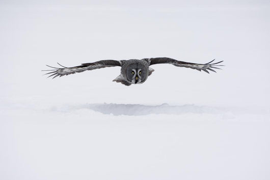 Great-grey Owl Strix Nebulosa Wall Decal