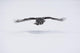 Great-grey Owl Strix Nebulosa Wall Decal