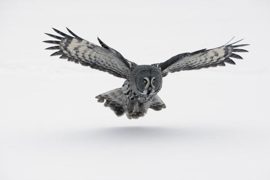Flying Great-grey Owl Strix Nebulosa Wall Decal