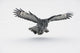 Flying Great-grey Owl Strix Nebulosa Wall Decal