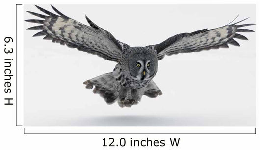 Flying Great-grey Owl Strix Nebulosa Wall Decal