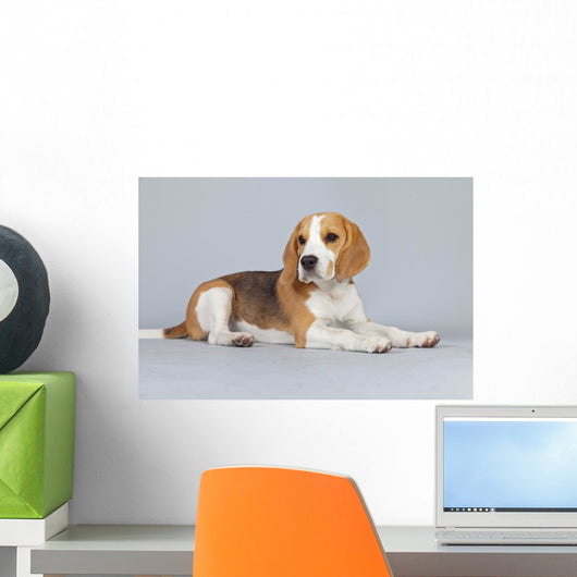 Puppy Beagle Dog Wall Decal