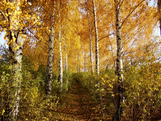 Birch Wall Decal