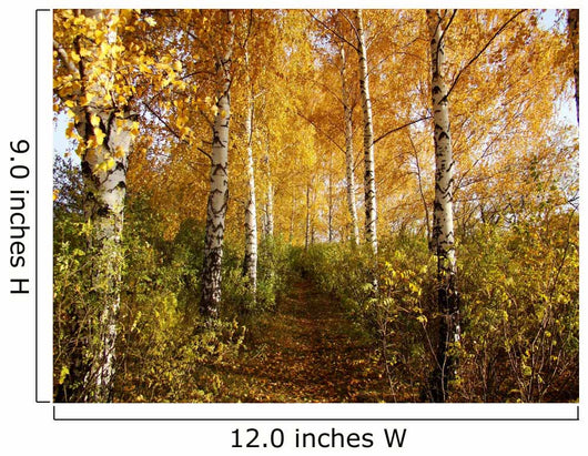 Birch Wall Decal