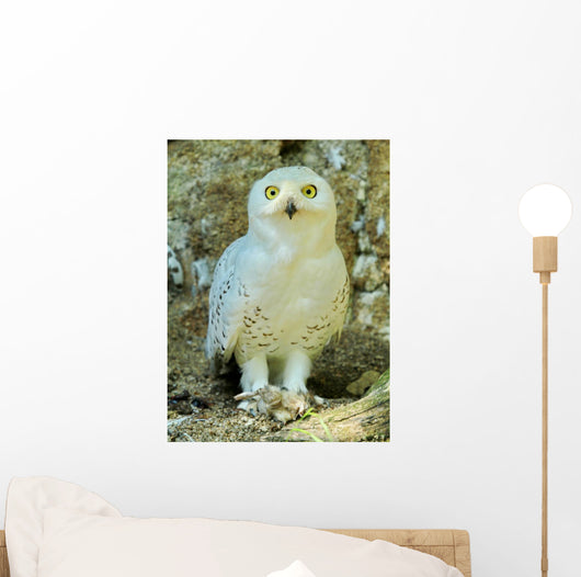 Snowy Owl - Harfang Wall Decal