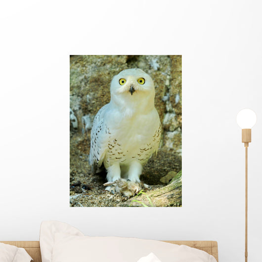 Snowy Owl - Harfang Wall Decal