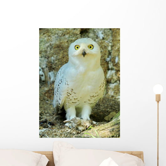 Snowy Owl - Harfang Wall Decal