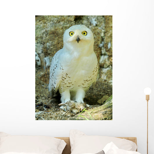 Snowy Owl - Harfang Wall Decal