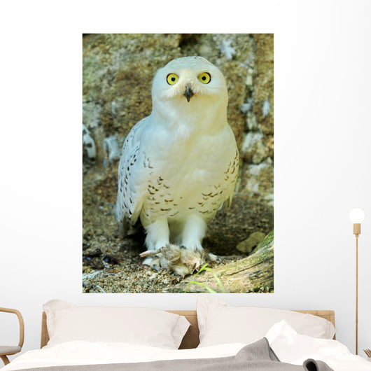 Snowy Owl - Harfang Wall Decal
