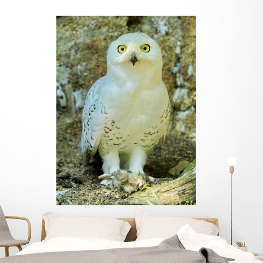 Snowy Owl - Harfang Wall Decal
