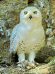 Snowy Owl - Harfang Wall Decal