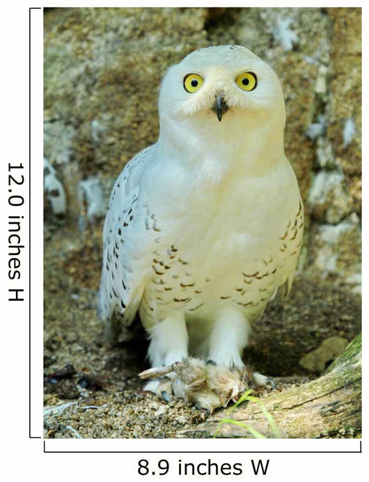 Snowy Owl - Harfang Wall Decal