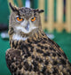 Eagle Owl Head Turned Wall Decal