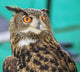 Wide-Eyed Eagle Owl Wall Decal