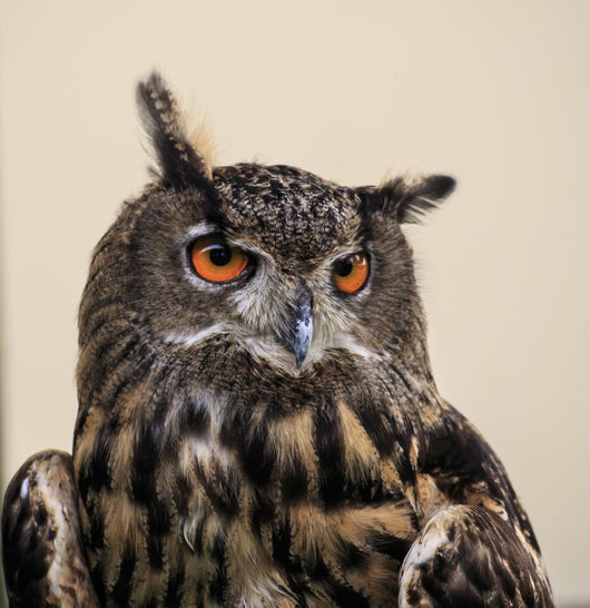 Eagle Owl Wall Decal