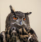 Eagle Owl Wall Decal