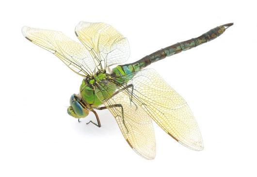 Dragonfly Wall Decal