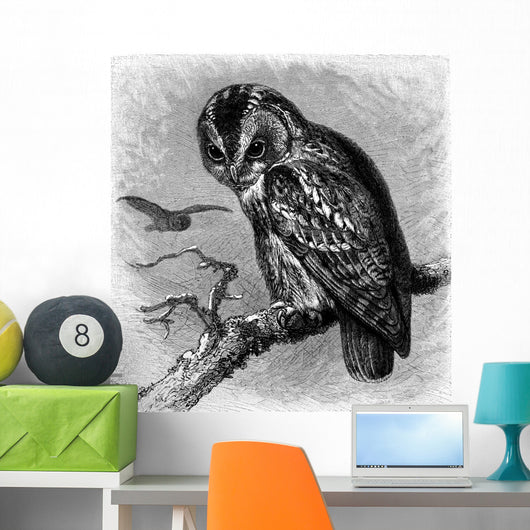 Bird Owl Hibou Eule Wall Decal