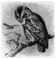 Bird Owl Hibou Eule Wall Decal