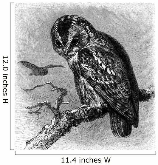 Bird Owl Hibou Eule Wall Decal