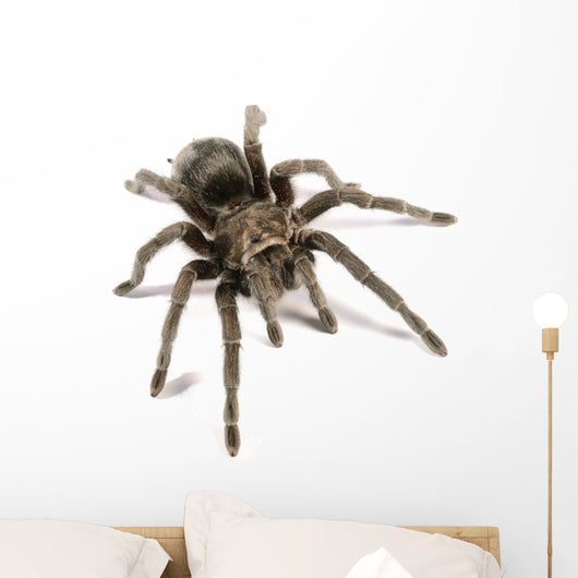 Black Tarantula Wall Decal