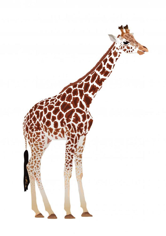 Giraffe Giraffa Camelopardalis Wall Decal