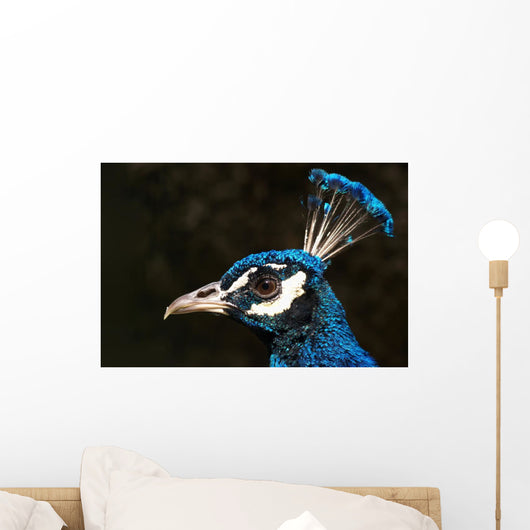 Pfauenkopf Wall Decal