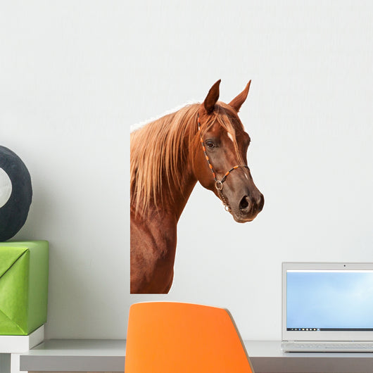 Purebred Arabian Stallion Wall Decal