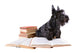 Scotch Terrier with Books Wall Decal