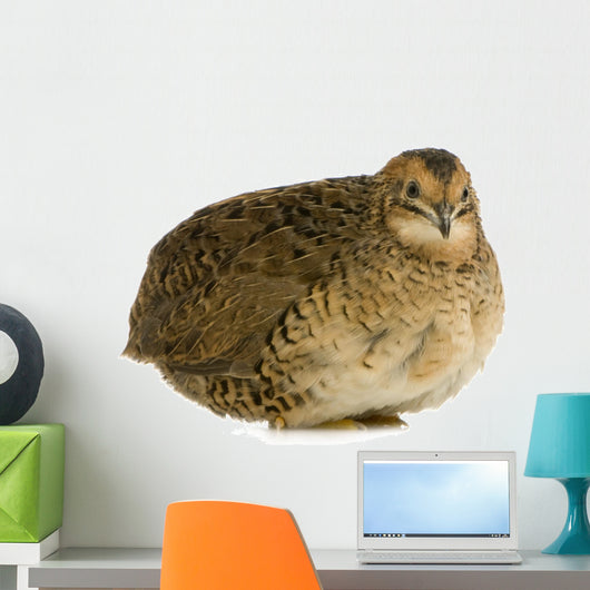 Japanese Quail Wall Decal