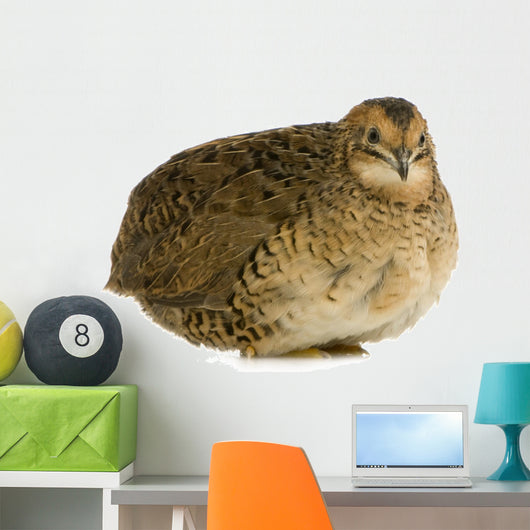 Japanese Quail Wall Decal