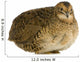 Japanese Quail Wall Decal