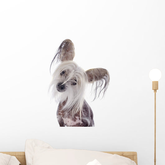 Chinese Crested Dog Wall Decal