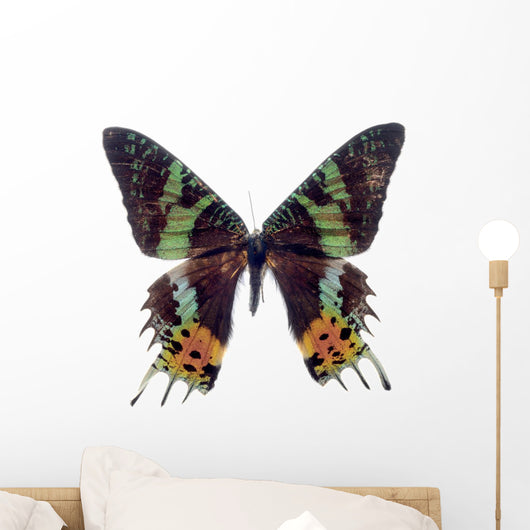 Butterfly White Madagascar Wall Decal
