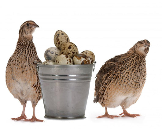 Quail Eggs Wall Decal
