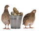 Quail Eggs Wall Decal