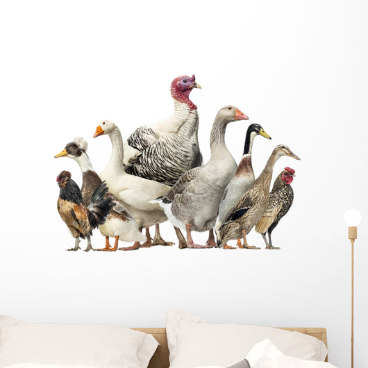 Group Ducks Geese and Wall Decal Design 2