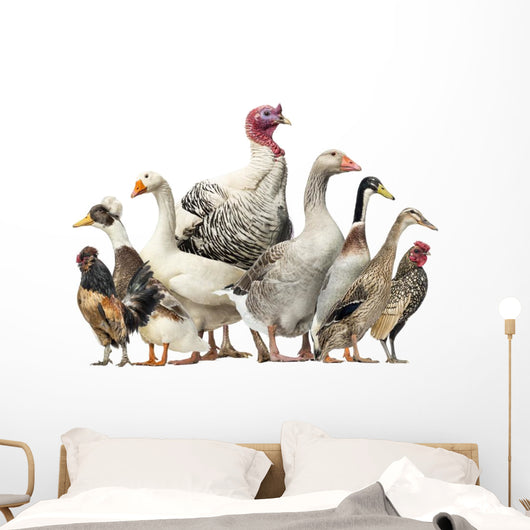 Group Ducks Geese and Wall Decal Design 2