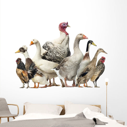 Group Ducks Geese and Wall Decal Design 2